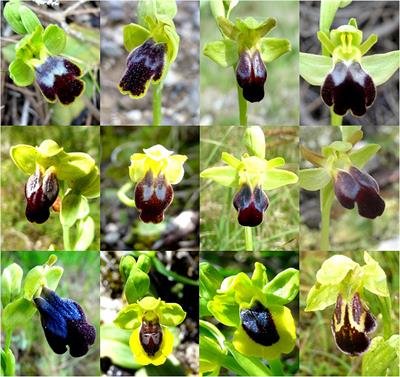 Delimiting species in the taxonomically challenging orchid section Pseudophrys: Bayesian analyses of genetic and phenotypic data